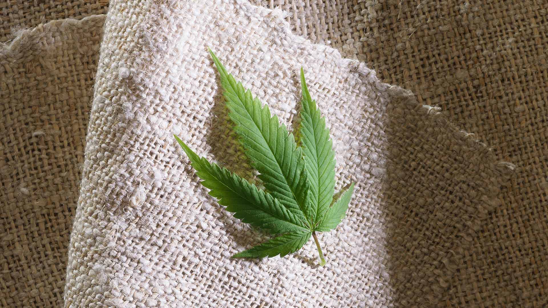 Is Hemp Marijuana?